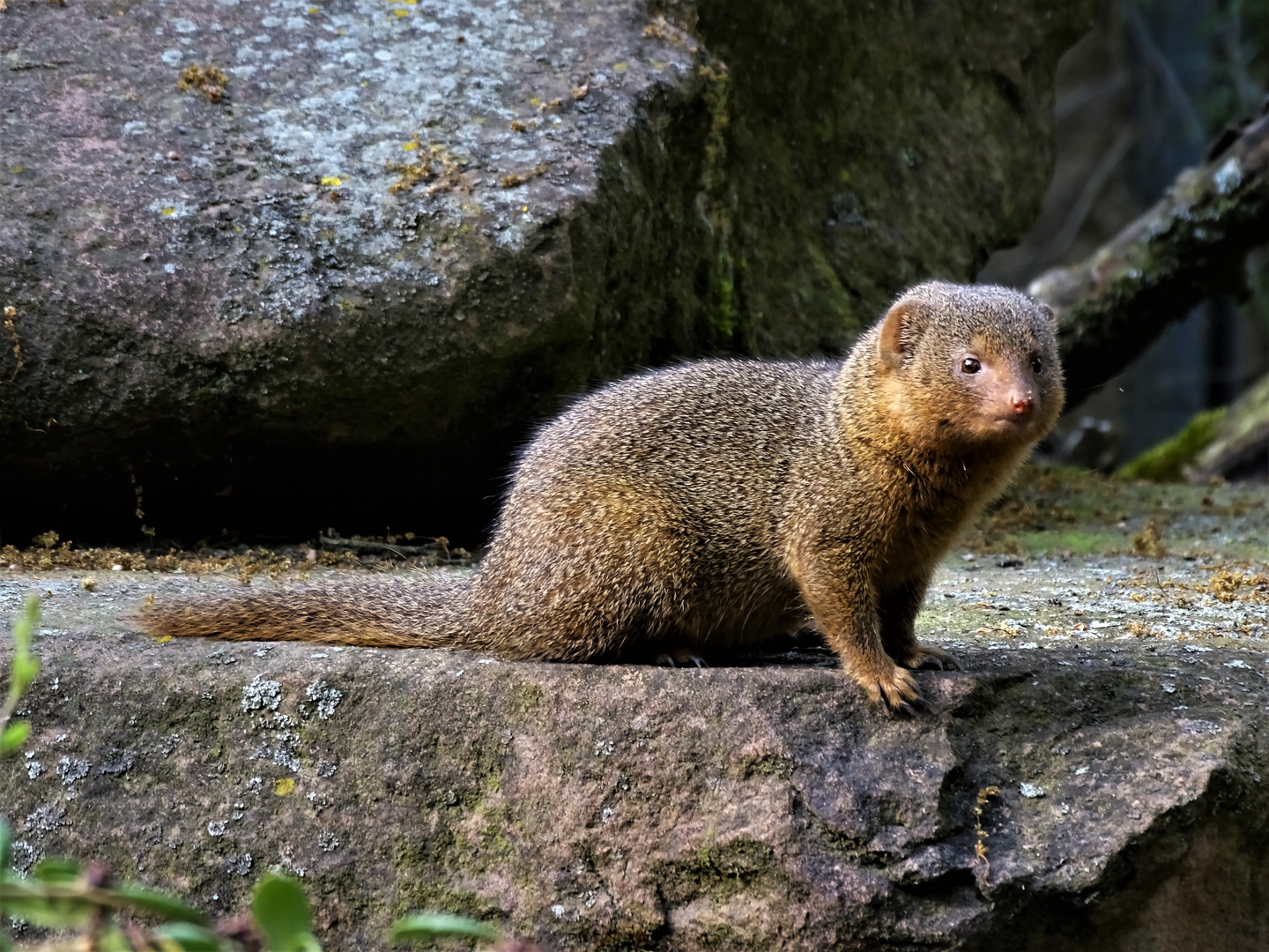 比亚南至莫桑比克,南非,安哥拉,生活在草地,萨瓦纳草原灌木丛和林地中