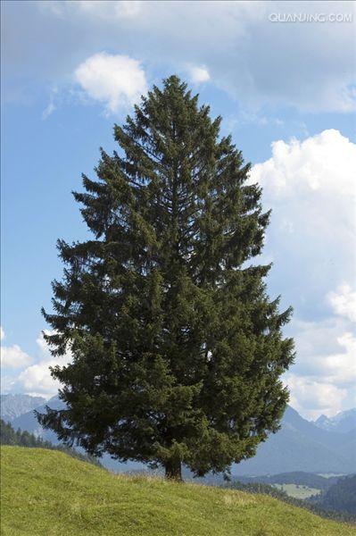  p>云杉(拉丁学名:picea asperata mast.)别名茂县云杉,茂县杉等.