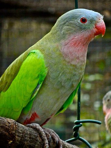 公主鹦鹉