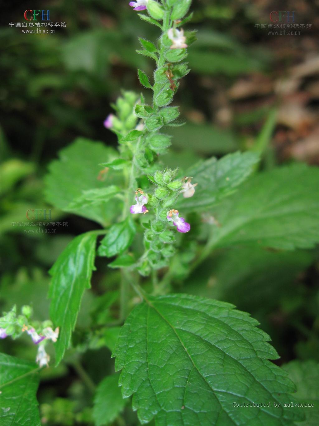 target="_blank" href="/item/山藿香/4632668" data-lemmaid="