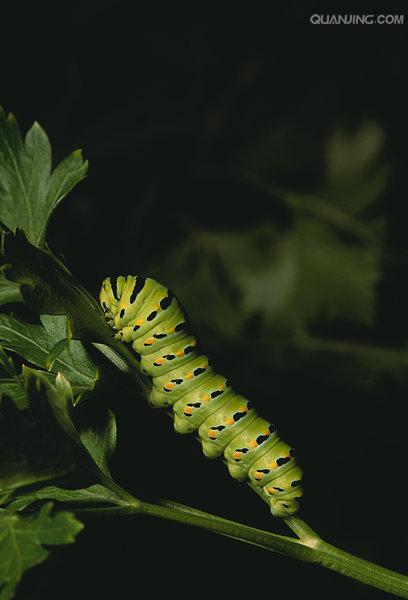  p>金凤蝶, i>papilio machaon /i> linnaeus,又名 a href="#" data