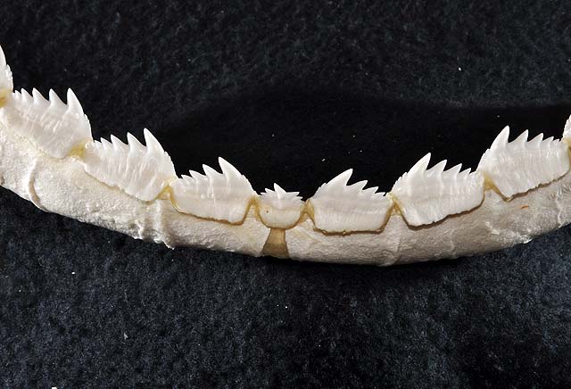  p>扁头哈那鲨(学名: i>notorynchus cepedianus /i>)是六鳃鲨科哈那