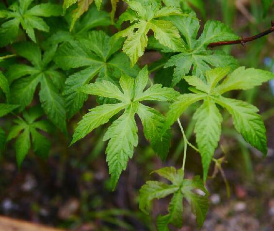  p>掌叶覆盆子(学名: i>rubus /i>  i>chingii /i> hu)是蔷薇科悬钩子