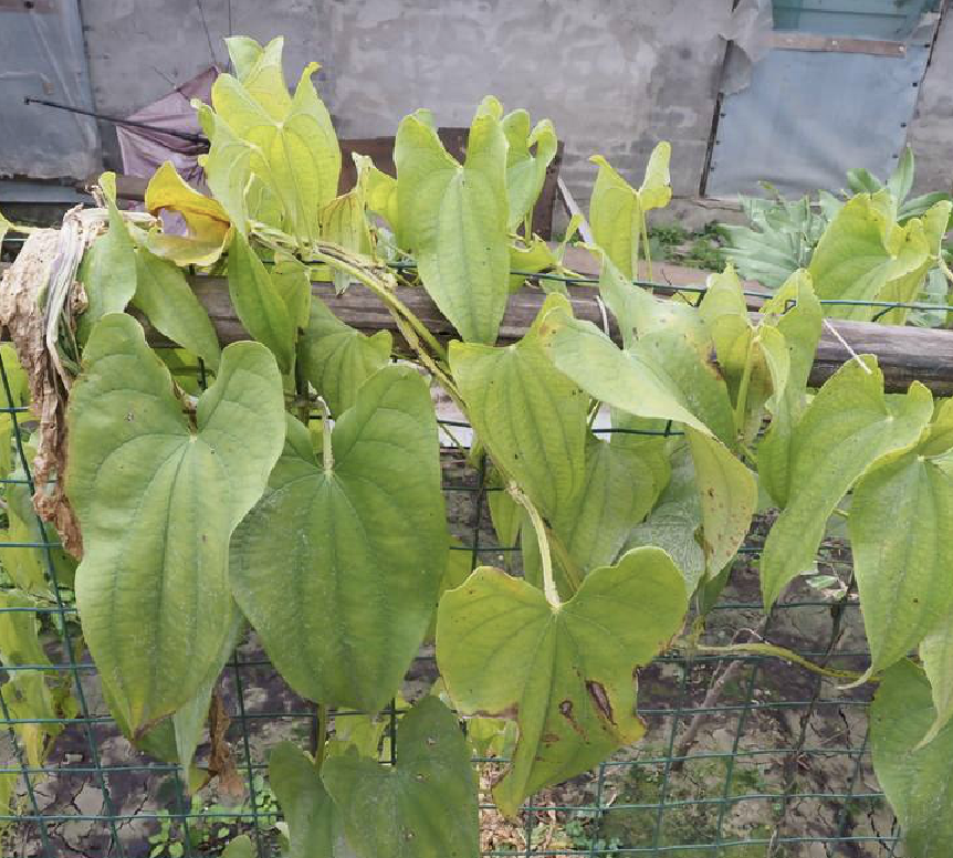 是薯蓣科薯蓣属植物.缠绕草质藤本.
