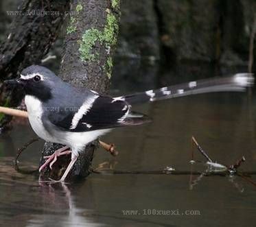 iqn369">灰背燕尾(学名: i>enicurus schistaceus /i>)是一种黑白色 a