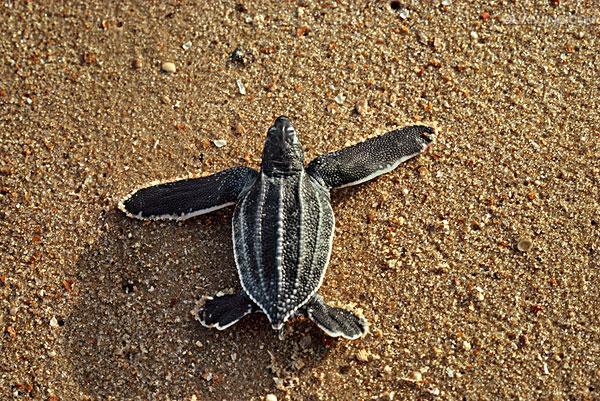  p>棱皮龟(学名: i>dermochelys coriacea /i>),属棱皮龟科,棱皮龟属