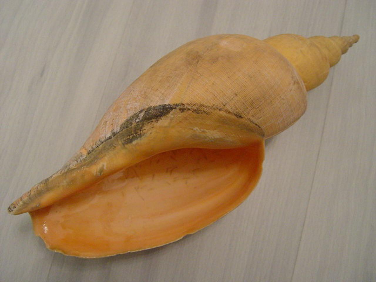 id="110408">前鳃亚纲 /a>(prosobranchia)涡螺科(volutidae)海生动物