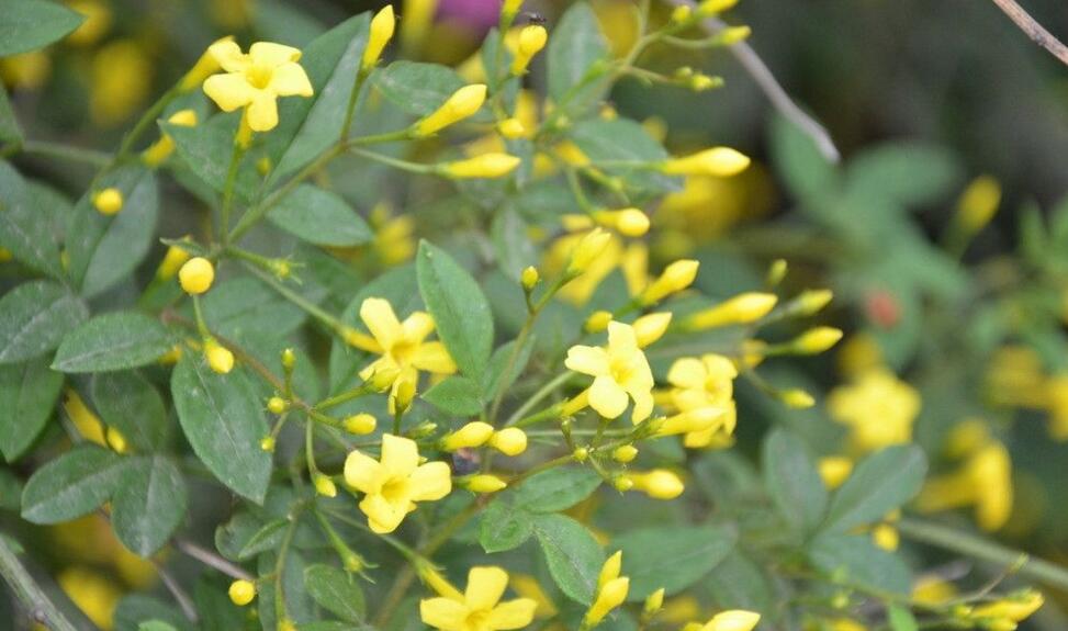  p>云南素馨,为 a href="#" data-lemmaid="8424632">木犀科 /a>木质 