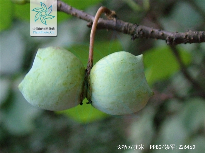 长柄双花木