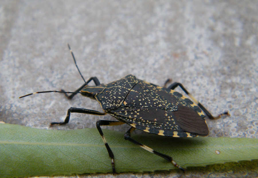  p>麻皮蝽属于 a href="#" data-lemmaid="1535270">半翅目 /a>, a