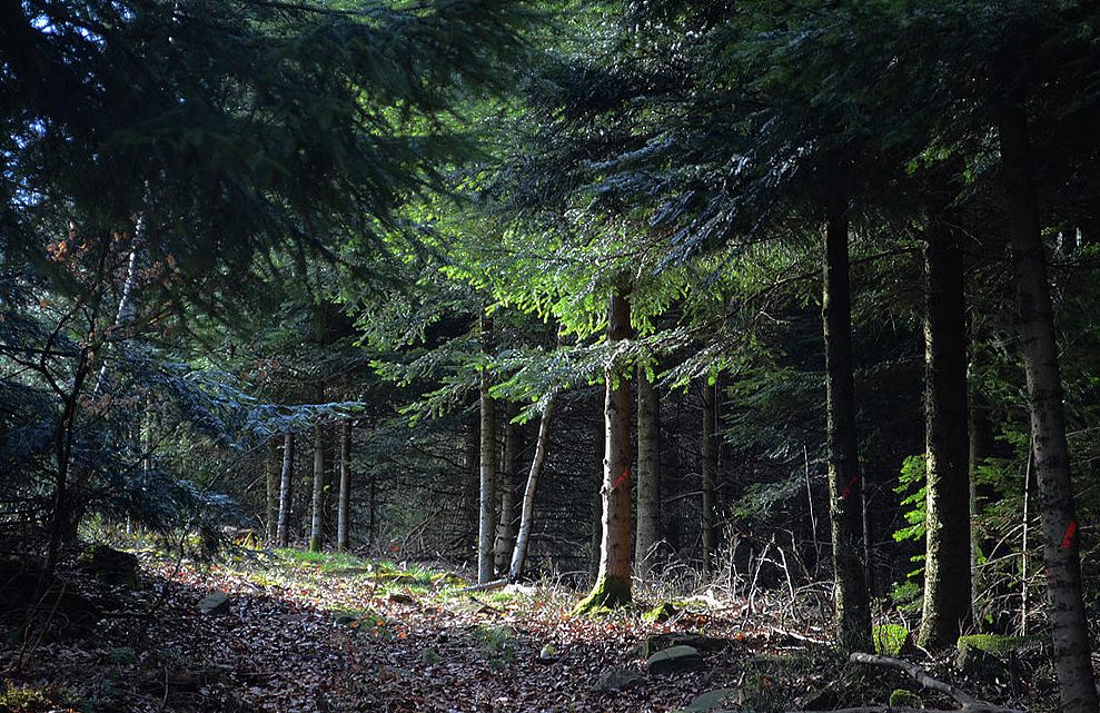  p data-id="gnvi4rlj6u">黑森林(德语:schwarzwald)是德国最大的森 a