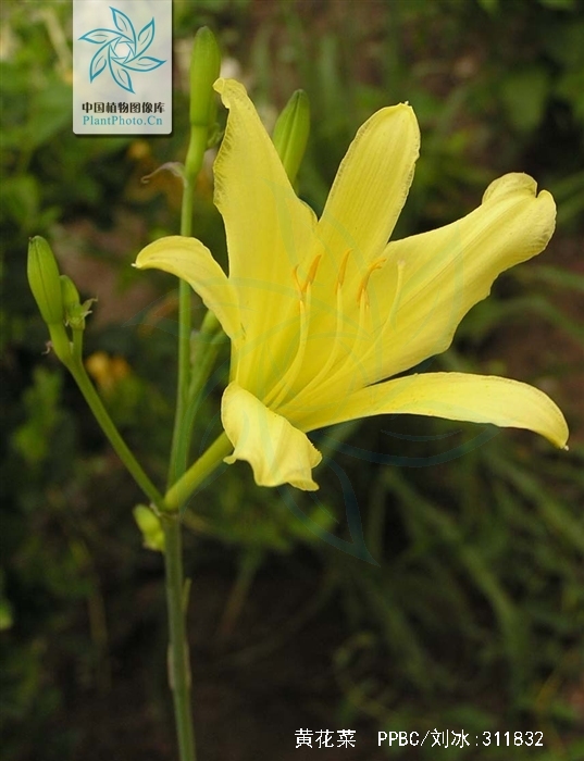  p>黄花菜(学名: i>hemerocallis citrina /i> baroni;英文名:daylily