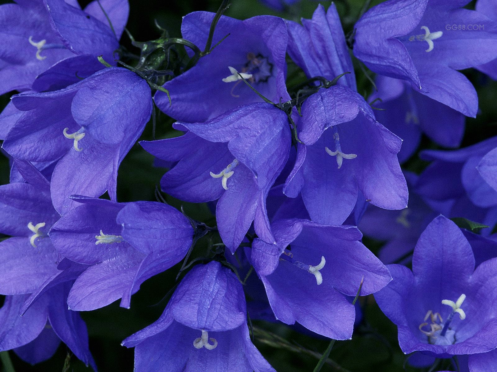  p>云南风铃草(学名: i>campanula yunnanensis  /i>hong):根多少胡