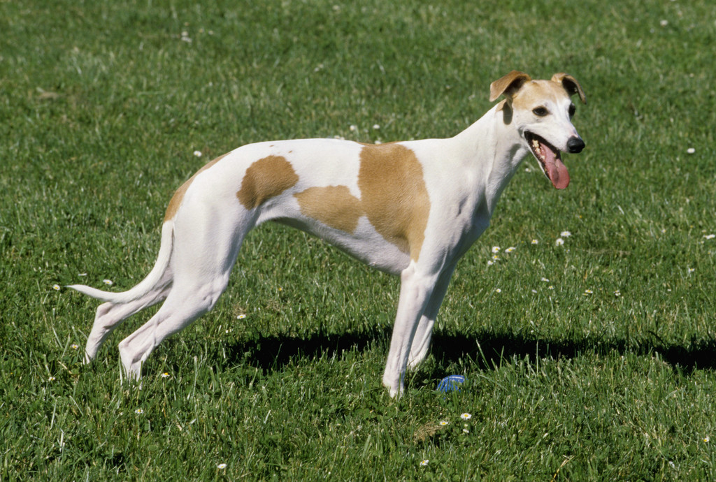 和蔼.也称小灵犬 /p>