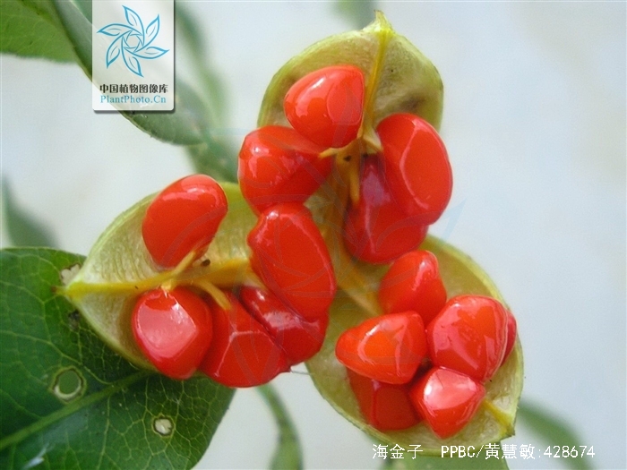 p>海金子( i> /i> i>pittosporum illicioides makino /i> i> /i>)