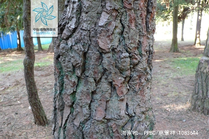 大枝有时下垂,形成尖塔形树冠;小枝淡红褐色,无白粉;冬芽矩圆形,褐色