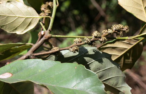 delavayi franch),别名:滇锥栗,椎栗,高山锥等;乔木,高达20米,胸径60