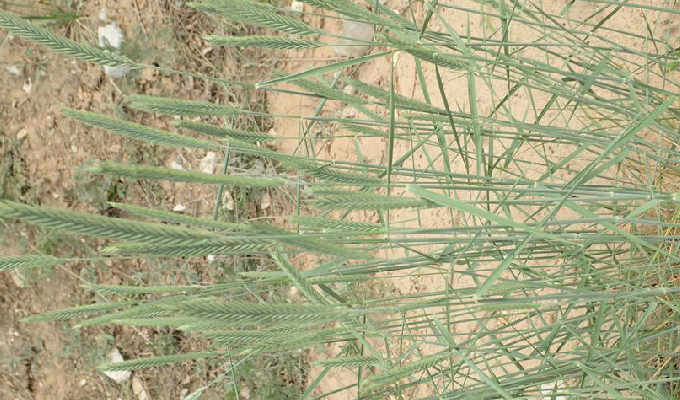  p>沙生冰草(学名: i>agropyron desertorum /i> (fisch.) schult.