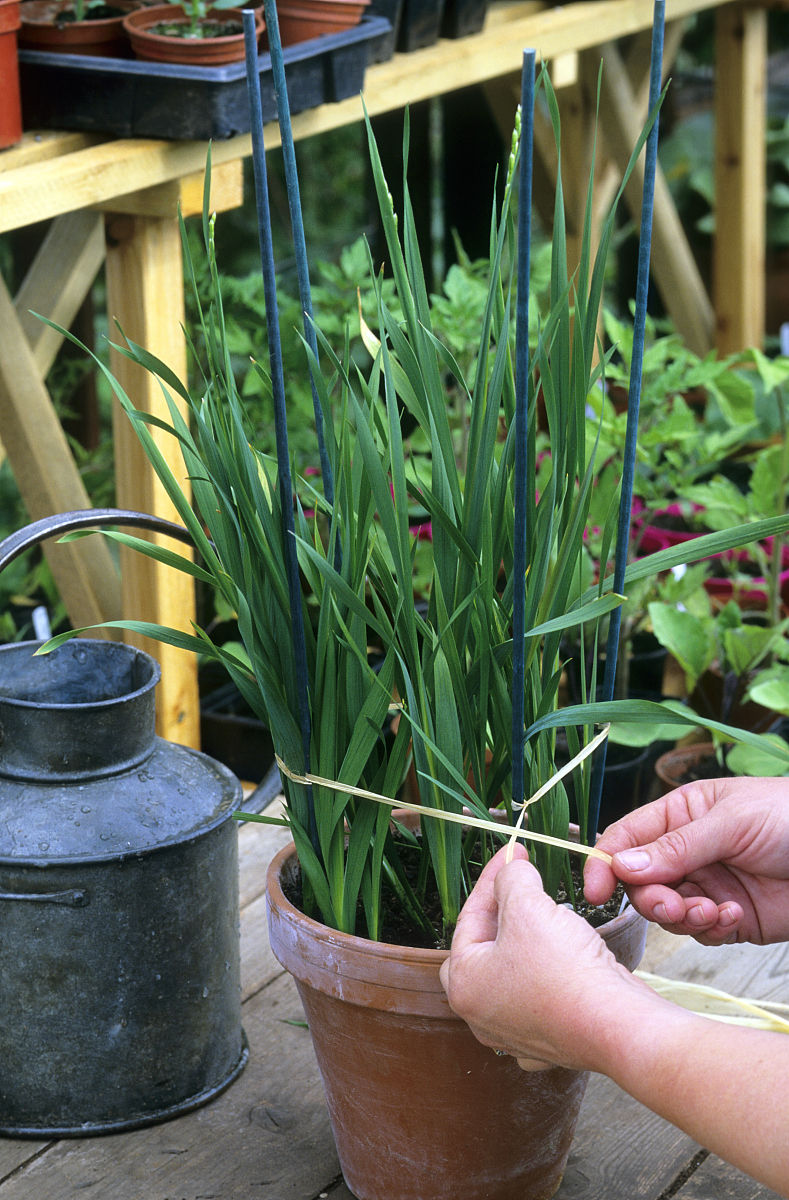  p>酒椰(学名: i>raphia vinifera /i> beauv.