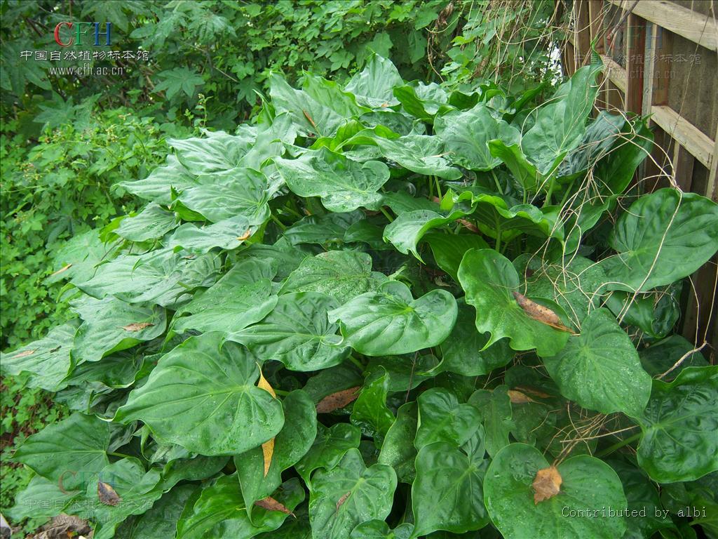 海芋属多年生直立 a target="_blank" href="/item/草本植物/719271"