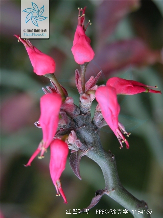  p>红雀珊瑚(学名: i>pedilanthus tithymaloides /i> (linn.) poit.