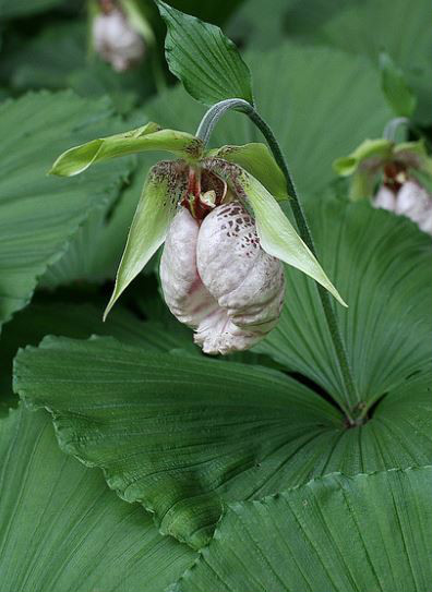  p>扇脉杓兰(学名: i>cypripedium japonicum /i>  thunb.