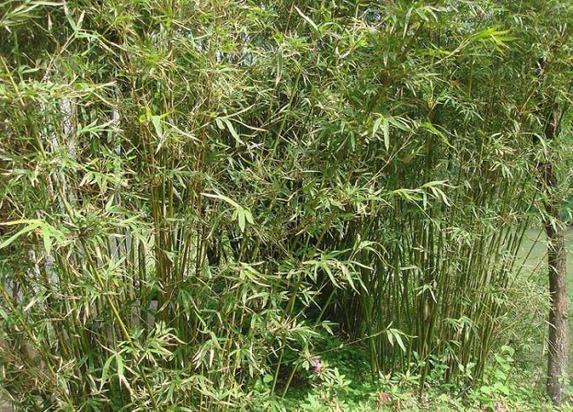  p>箭竹(fargesia spathacea franch)是禾本科,箭竹属竹类植物.