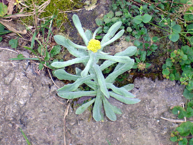 ">菊科 /a> a target="_blank" href="/item/鼠黮草属/14092635" data