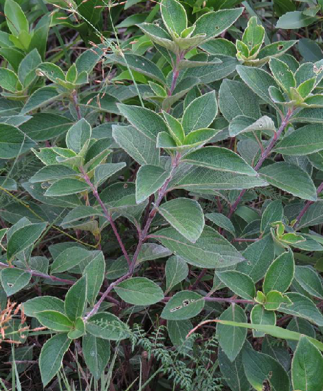 为爵床科山一笼鸡属植物山一笼鸡 i>gutzlaffia aprica /i> hance的根