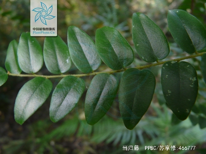  p>当归藤,中药名.