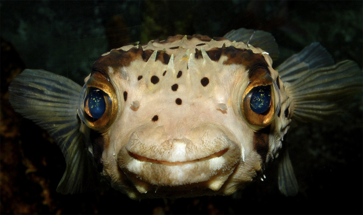  p> b>六斑刺鲀 /b>(学名: i>diodon holocanthus /i>)是二齿鲀科