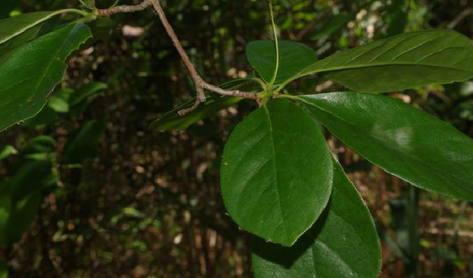  p>多花蓝果树又名 a href="#" data-lemmaid="8085827">美国紫树 /a>