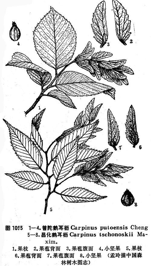  p>昌化鹅耳枥(拉丁学名:carpinus tschonoskii maxima.