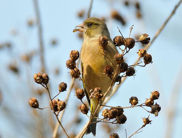 金翅雀俄罗斯亚种
