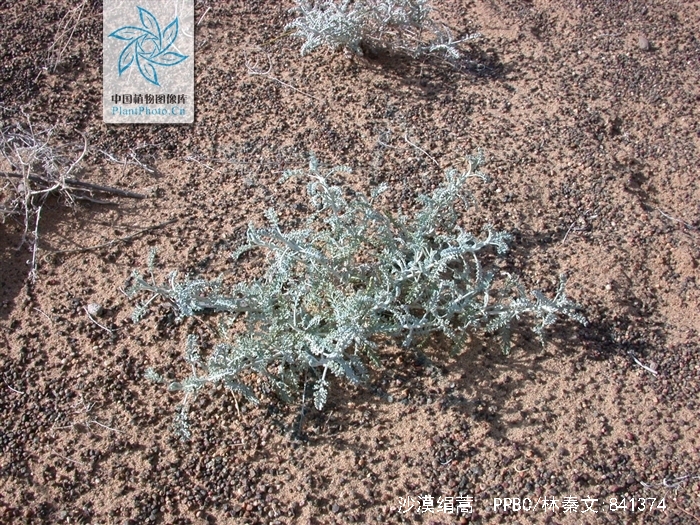  p>沙漠绢蒿(学名: i>seriphidium santolinum /i> (schrenk) poljak.