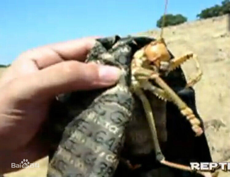  p data-id="gnwipbx5ac">saga ephippigera,欧洲大陆巨型肉食性螽斯.