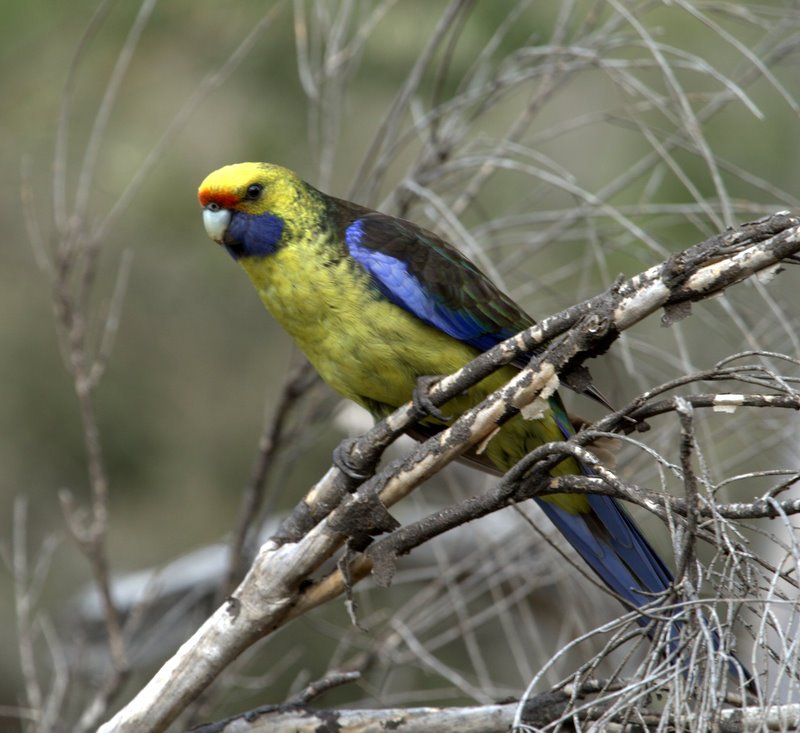  p>绿色玫瑰鹦鹉(学名: i>platycercus caledonicus /i>)是典型的 a