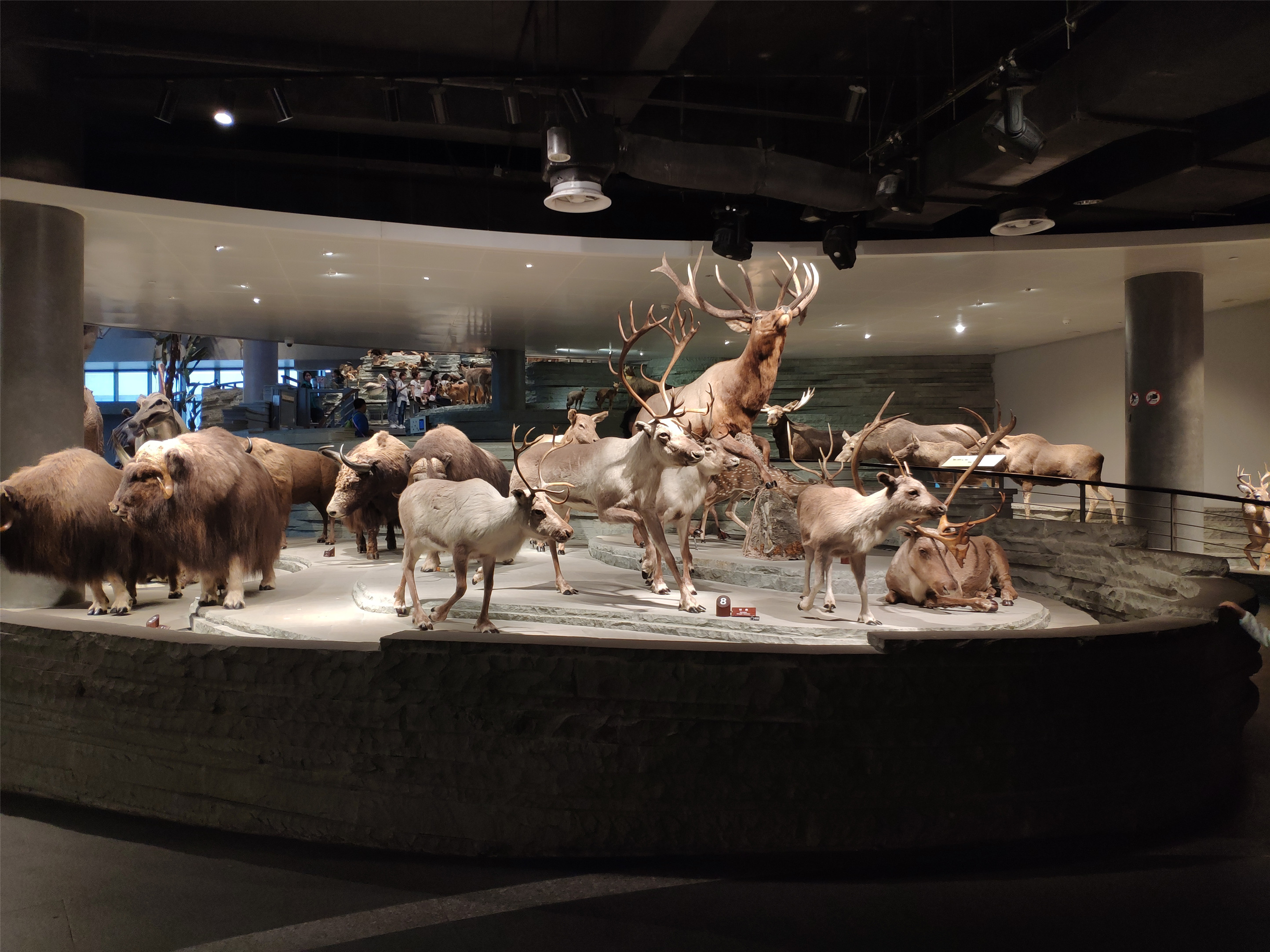 自然博物馆上海