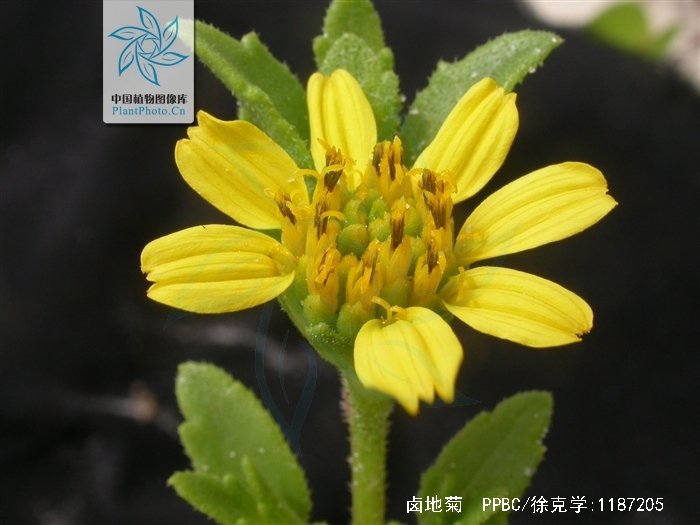  p>卤地菊,中药名.