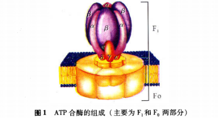 ATP合成酶_百度百科
