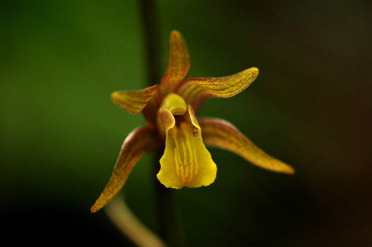  p>滇南带唇兰(学名: i>tainia minor  /i> hook. f.