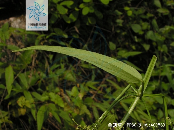  p>金剑草(学名:rubia alata wall)是草质攀援藤本.