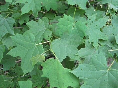  p>八角枫,中药名.