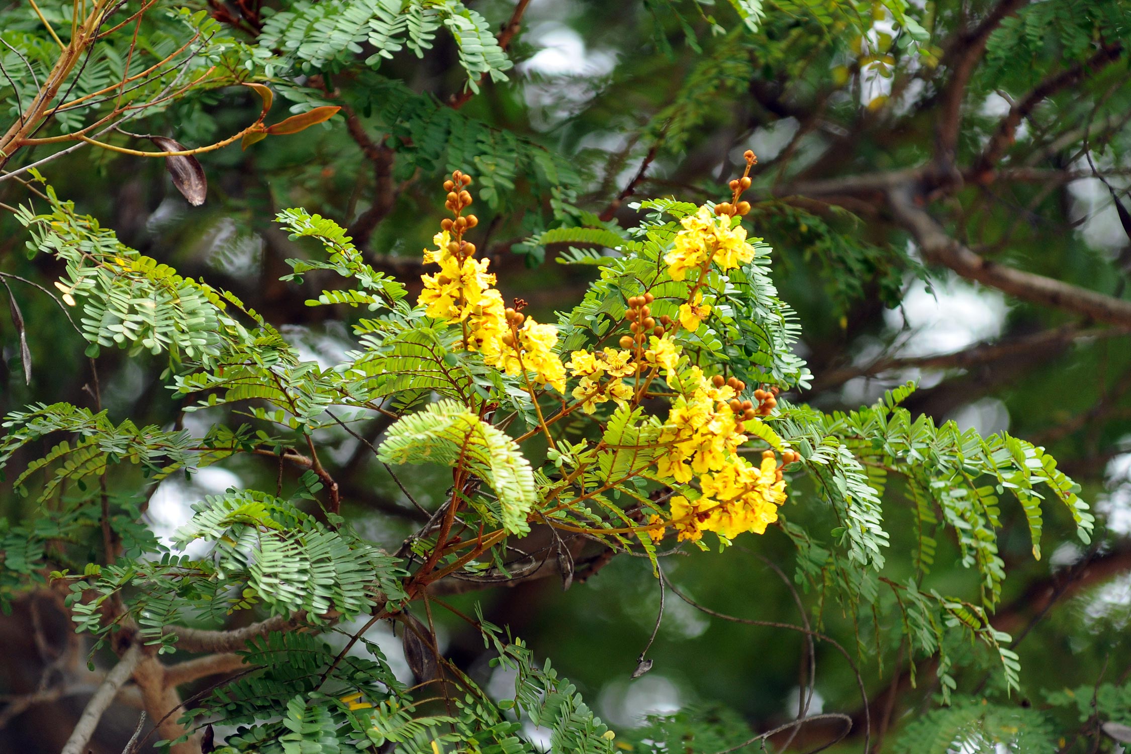 chen)是豆科盾柱木属植物,别称双翼豆,闭筴木,黄燄木及翅果木等,是 a