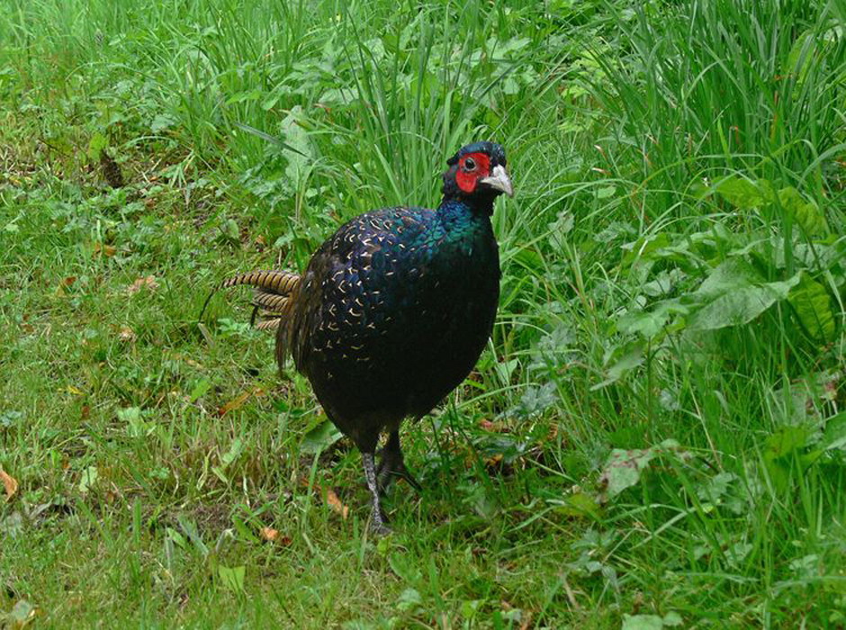  p>绿雉(学名: i>phasianus versicolor /i>):属于大型 a target="