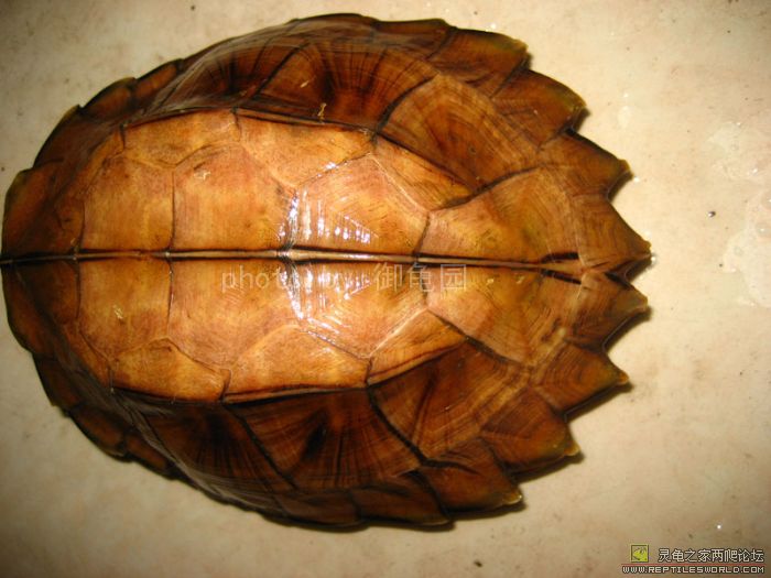  p> a target="_blank" href="/item/八角龟">八角龟 /a>俗名 a