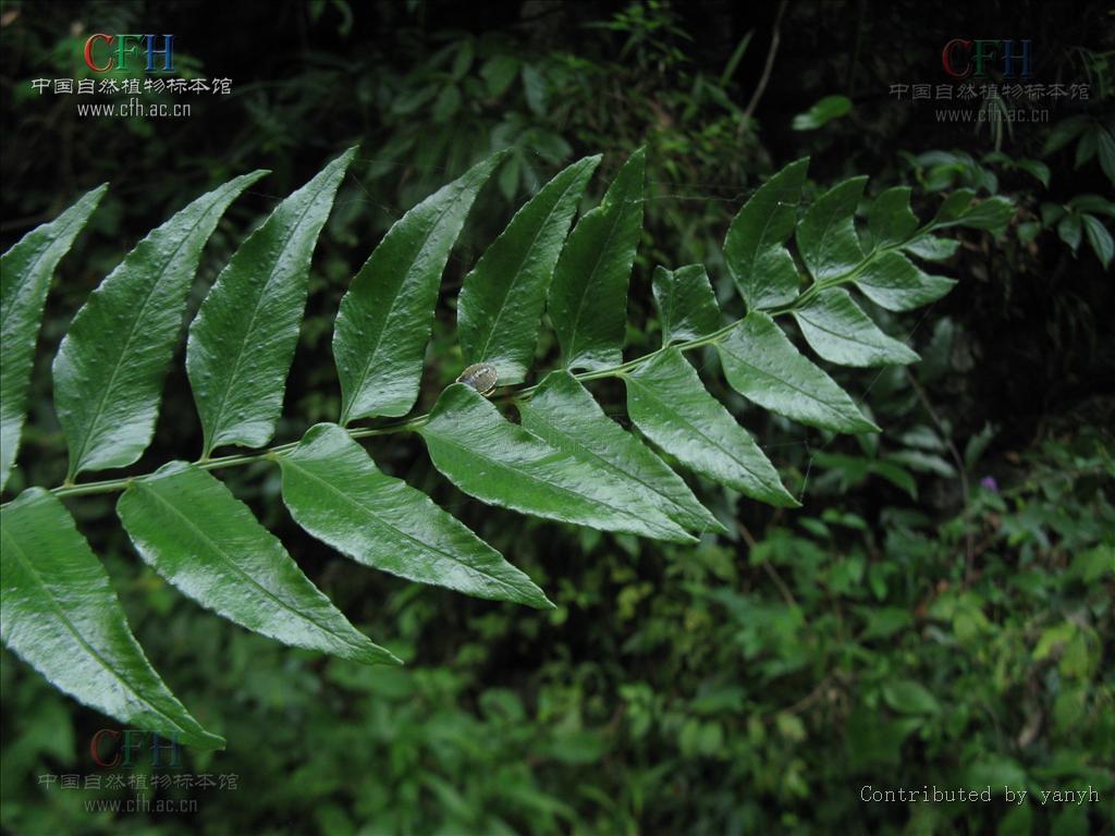  p>柳叶蕨属(学名:cyrtogonellum ching)是鳞毛蕨科柳叶蕨属植物,根状