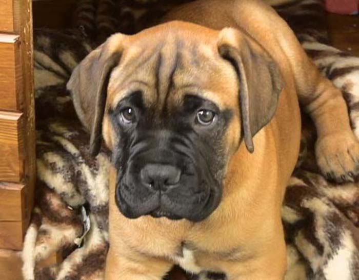  p> a href="#">马士提夫 /a>犬的 a href="#">英文 /a>名为:mastiff.