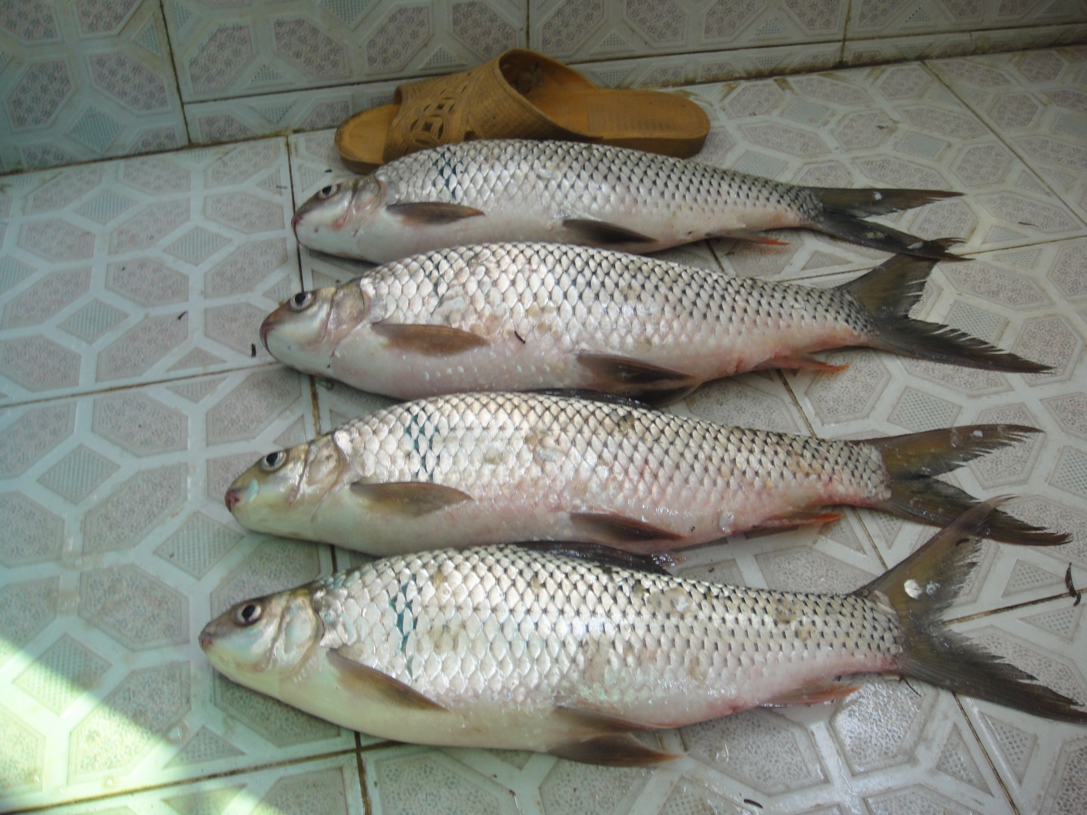 > sup data-ctrid="2iph2u8lf3a">5 /sup>读作鲮(líng),1,〔鲮鱼〕a