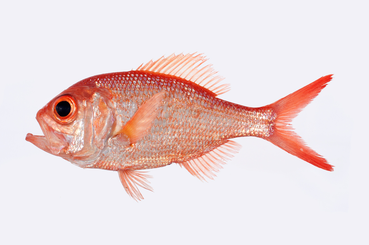  p>棘金眼鲷,拟棘鲷 /p> p>拉丁学名:centroberyx affinis /p> p>俗称